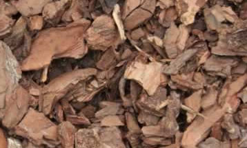 yohimbe-benefits-and-side-effects